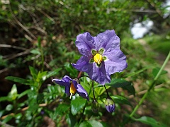 solanum parishii